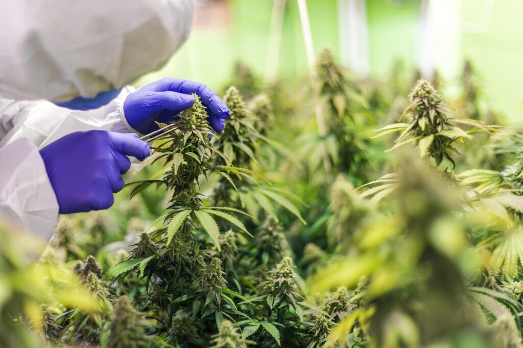 THCA, CBD, chanvre : comment s’y retrouver dans les boissons bien-être ?
